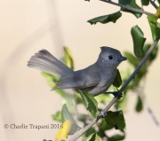 6S3A0090Oak_Titmouse
