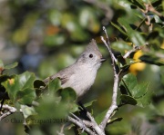 6S3A0096Oak_Titmouse
