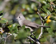 6S3A0100Oak_Titmouse