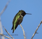 6S3A0123Anna's_Hummingbird