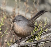 6S3A0131Wrentit