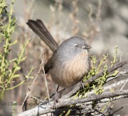 6S3A0138Wrentit