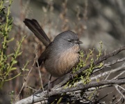 6S3A0141Wrentit