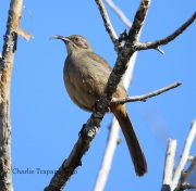 6S3A0153California_Thrasher