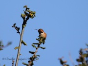 6S3A0182Allen's_Hummingbird