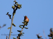6S3A0184Allen's_Hummingbird