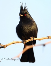 6S3A0193Phainopepla