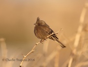 6S3A0202Phainopepla