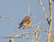 6S3A0237Bell's_Sparrow