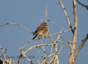 6S3A0242Bell's_Sparrow