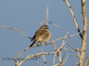 6S3A0245Bell's_Sparrow