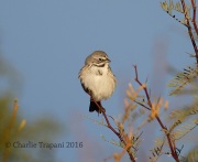 6S3A0251Bell's_Sparrow
