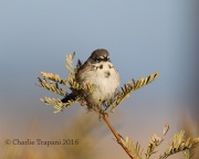 6S3A0259Bell's_Sparrow