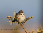 6S3A0261Bell's_Sparrow