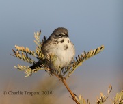 6S3A0262Bell's_Sparrow