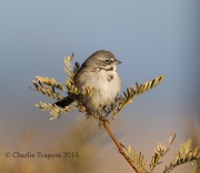 6S3A0264Bell's_Sparrow