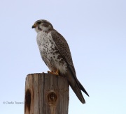 6S3A9093Prairie_Falcon