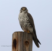 6S3A9100Prairie_Falcon