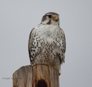 6S3A9111Prairie_Falcon