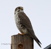 6S3A9140Prairie_Falcon