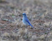 6S3A9157Mountain_Bluebird