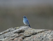 6S3A9172Mountain_Bluebird