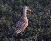 6S3A9232Marbled_Godwit