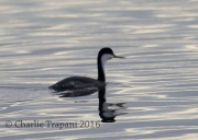 6S3A9257Western_Grebe