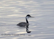 6S3A9259Western_Grebe