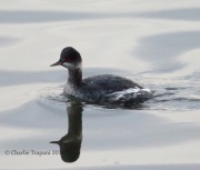 6S3A9263Eared_Grebe