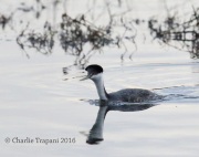 6S3A9266Western_Grebe
