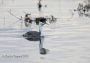 6S3A9270Western_Grebe