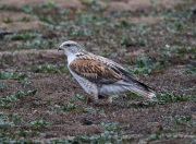 6S3A9293Ferruginous_Hawk