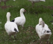 6S3A9320Ross's_Goose