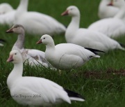6S3A9333Ross's_Goose