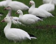 6S3A9338Ross's_Goose