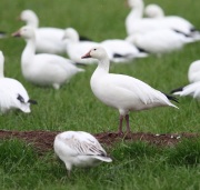 6S3A9358Snow_Goose