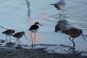6S3A9384Dowithcer_Stilt_Godwit