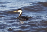 6S3A9481Clark's_Grebe