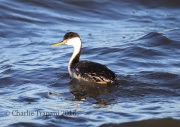 6S3A9483Clark's_Grebe