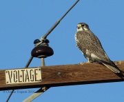 6S3A9488Prairie_Falcon
