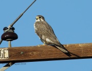 6S3A9489Prairie_Falcon