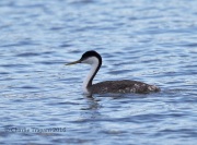 6S3A9519Western_Grebe
