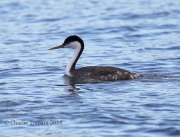 6S3A9522Western_Grebe