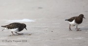 6S3A9582Black_Turnstones