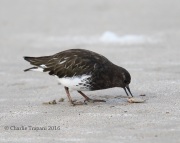 6S3A9585Black_Turnstone