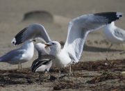 6S3A9610Heermann's_California_Gulls