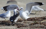 6S3A9611Heermann's_California_Gulls