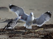 6S3A9613Heerman's_California_Gulls