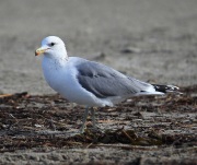 6S3A9625California_Gull